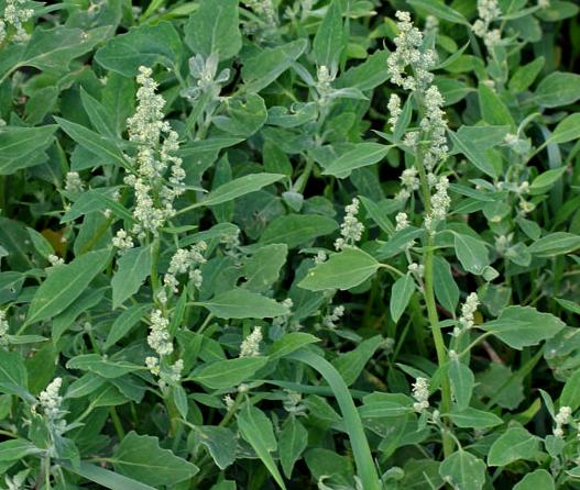 Лобода Марь белая Chenopodium album